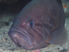Epinephelus caninus