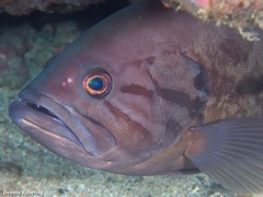Epinephelus caninus