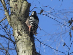 Dendrocopos leucotos