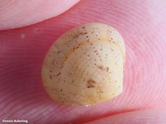 Gouldia minima