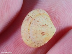 Gouldia minima