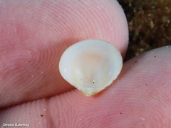Gouldia minima