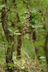 Himantoglossum formosum