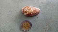 Oliva julieta