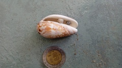 Oliva julieta