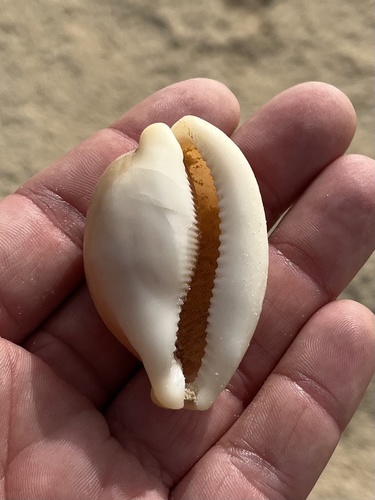Cypraea camelopardalis observed 2022-03-11