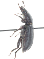 Platycerus marginalis