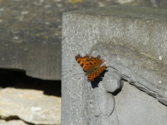 Polygonia c-album