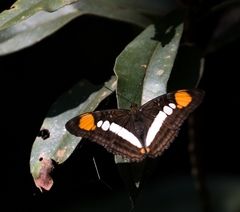 Adelpha serpa