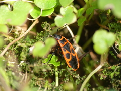Pyrrhocoris apterus