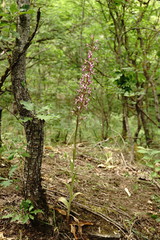 Himantoglossum formosum