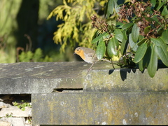 Erithacus rubecula