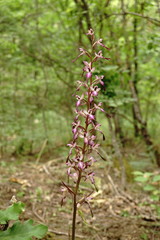 Himantoglossum formosum