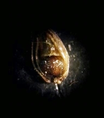 Eleocharis tuberculosa