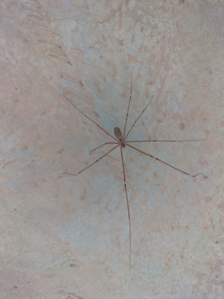 Micropholcus agadir