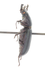 Platycerus marginalis