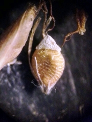 Rhynchospora rariflora