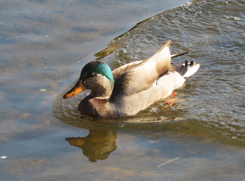 Mallard photographed in Maryland