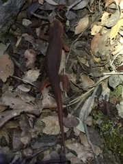 Taricha sierrae