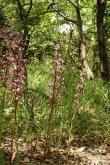 Himantoglossum formosum