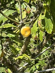 Leuenbergeria bleo