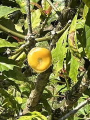 Leuenbergeria bleo