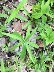 Lilium michiganense