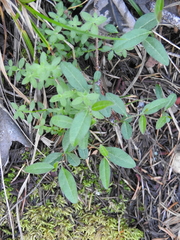 Rhinotropis californica