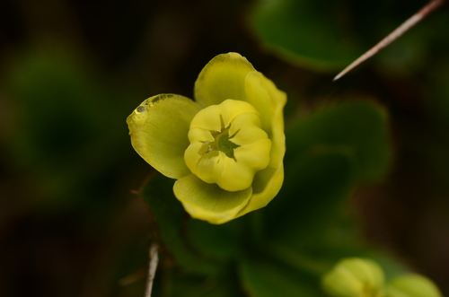 Berberis morrisonensis Hayata