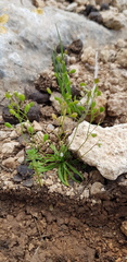Draba minima