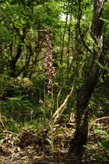 Himantoglossum formosum