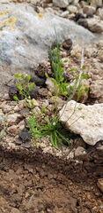 Draba minima