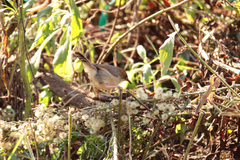Cisticola cantans