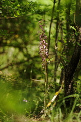 Himantoglossum formosum