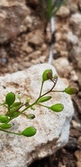 Draba minima