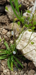 Draba minima