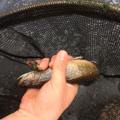 Salvelinus fontinalis image
