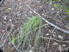 Xerophyllum tenax