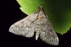 Proternia philocapna