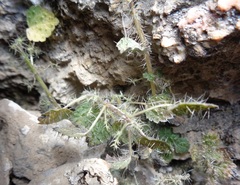 Urtica trichantha