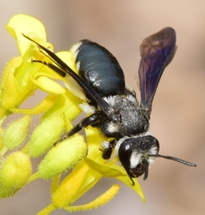 Andrena asperrima