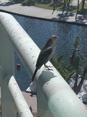 Haemorhous mexicanus