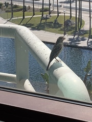 Haemorhous mexicanus