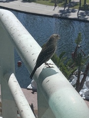 Haemorhous mexicanus