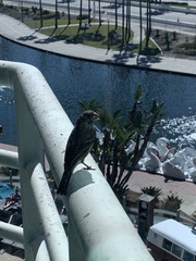 Haemorhous mexicanus