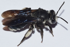 Andrena asperrima