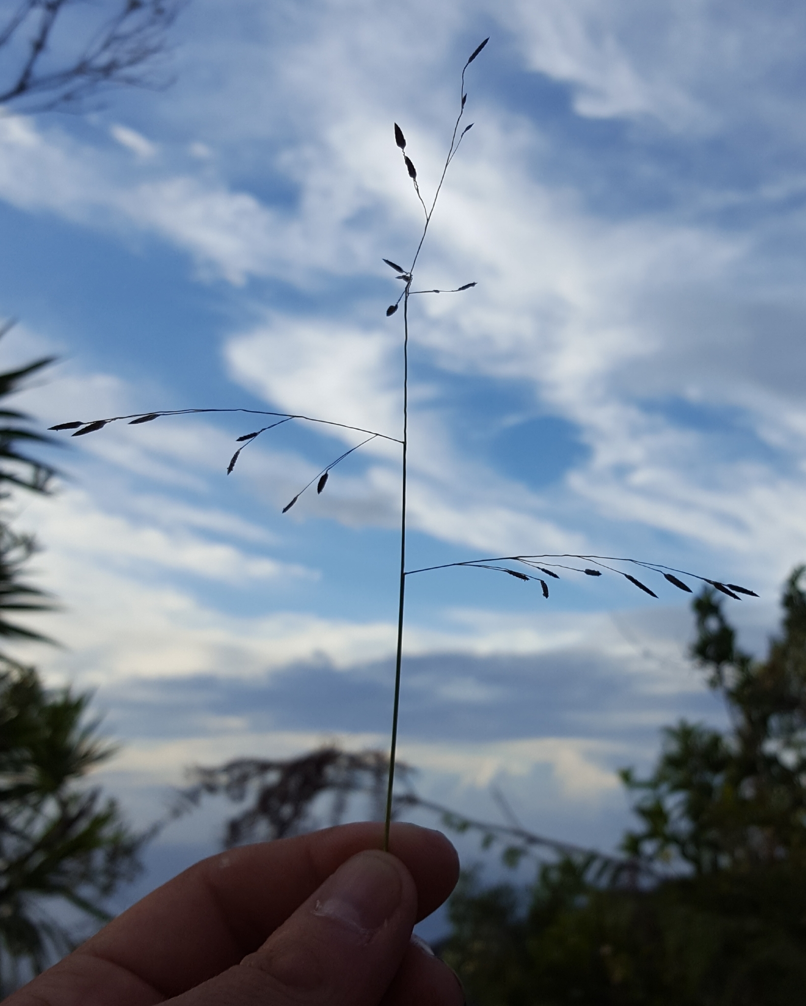 (c) François Rousseu, certains droits réservés (CC BY-NC) https://www.inaturalist.org/observations/108378361