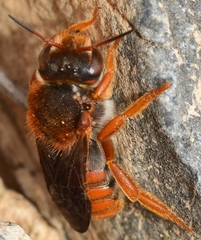 Rhodanthidium sticticum