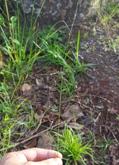 Eragrostis hildebrandtii