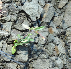 Epilobium foliosum